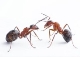 Результат пошуку зображень за запитом мураха малюнок"